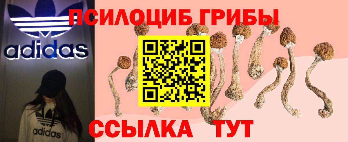Грозный  Галлюциногенные грибы Psilocybe  Вход с VPN 